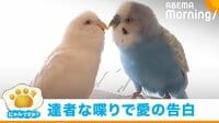 「ずっと一緒」「大好きだよ」 流暢にしゃべるインコ