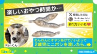 【映像】楽しいおやつの時間が…犬の“唖然とした表情”