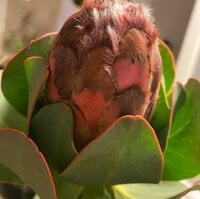 原田龍二の嫁『カインズでみつけた良いもの♪』