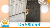 物陰から飼い主を見張る柴犬 スパイばりの動きに「本当は人間なんじゃないか」