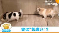 【映像】“ソーシャルディスタンス”をする犬