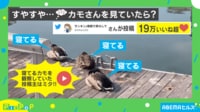【映像】カモの“寝ぼける瞬間”に大反響