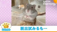 ハムスターが脱出図るも「コテン」と“キュートな転倒”