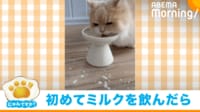 【映像】顔中ミルクまみれの猫の奮闘ぶり
