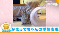 ｢にゃんですか｣猫とうさぎ編