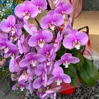 Seiko Darvish『サプライズ。。。』