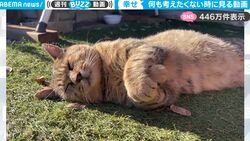 何も考えたくない時に見る最適な動画…むにゃむにゃしながら気持ちよさそうに眠る“庭先の猫”がただただ癒される