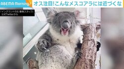 「メスがこの顔の時は『近づくな』」 コアラの生態紹介が話題 担当者「面白さだけが先走らないように」