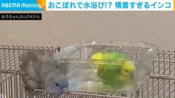 元気に水浴びをする先輩インコ しれっと近づき“おこぼれ浴び”をする横着な後輩の姿に「2羽の愛らしさに癒されます」とほっこり