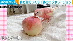 桃との夢のコラボが実現!? 色鮮やかなインコとの2ショットに「色がそっくり過ぎて可愛い」「素敵ですね」世界中から反響続々