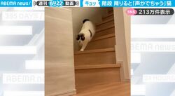 階段を下りると声が出ちゃう！不思議な鳴き声を発する猫がかわいすぎると話題に「何回も見ちゃうw」