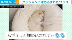 クッションに“埋もれる”柴犬 丸まって寝る姿に「このかわいさたまらない」「赤ちゃんみたい」と話題