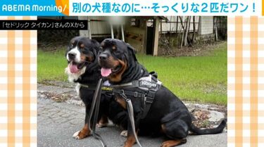 実は全く別の犬種!? 表情もポーズもそっくりな2匹のさまざまな姿に驚愕