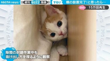 子猫の仰天行動に「えっ…」飼い主絶句 専用棚をラクラクすり抜ける様子