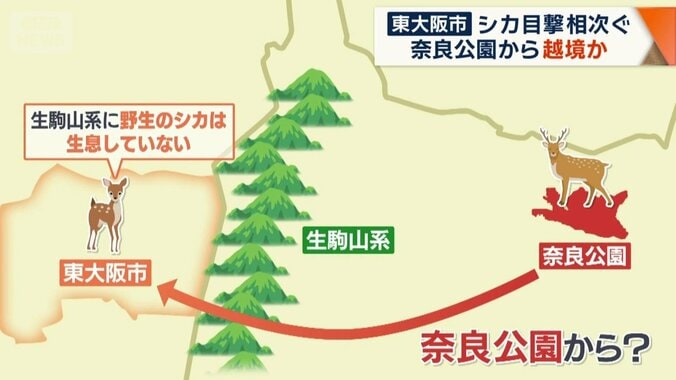 奈良公園から来たシカである可能性
