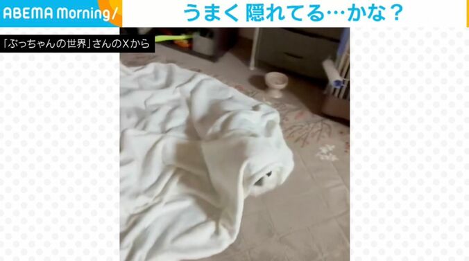 ペキニーズのぷてぃーちゃん