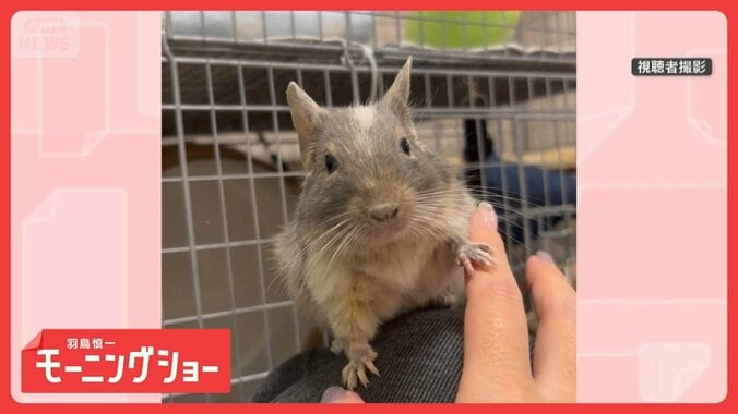「触っちゃダメ！！」　飼い主さんの手を前脚で華麗にブロック　ぼくは任務中なのです 1枚目
