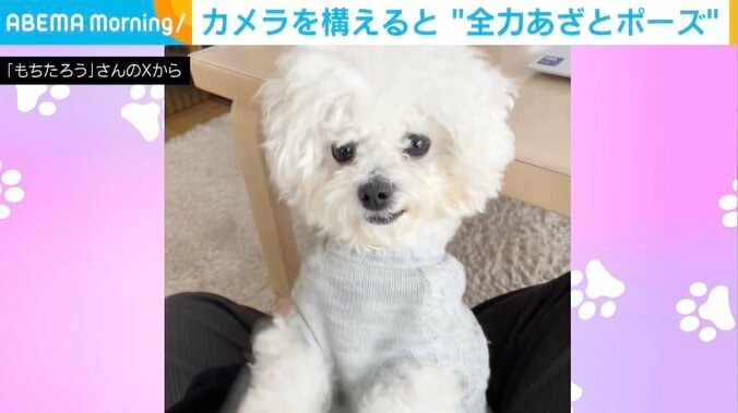 もちたろうくん