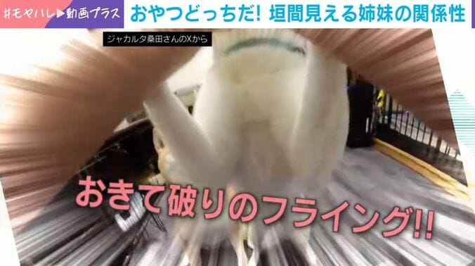 柴犬のフシちゃん（3歳）