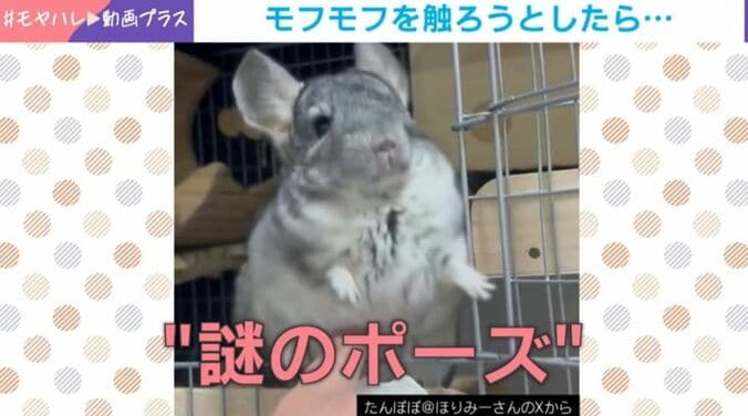 チンチラ・たんぽぽくん