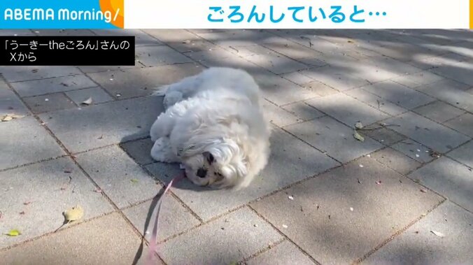 犬のうーきーちゃん（8歳）