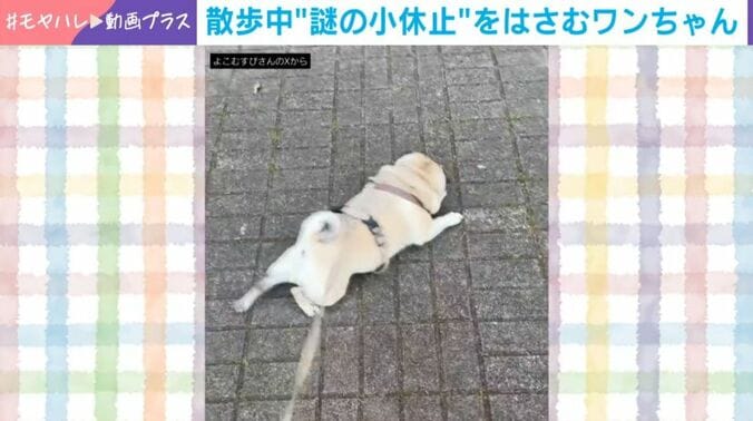パグの横綱ちゃん