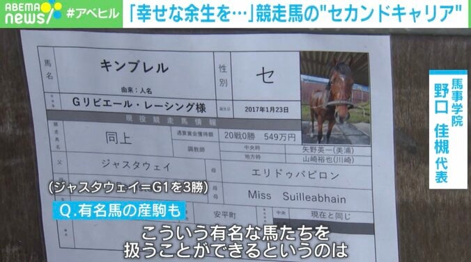 大半が余生を全うできず… “競走馬のセカンドキャリア”支援に課題も 2枚目