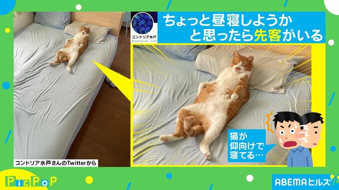 背中にファスナーついてない？ 人間のように眠る“猫の寝姿”がTwitterで話題 1枚目