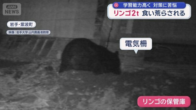 クマが電気柵の下の土を掘る姿
