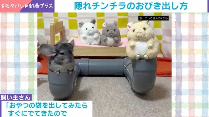 チンチラのちーちゃん