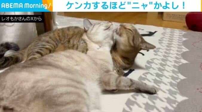 レオくん（6歳）、もかちゃん（6歳）