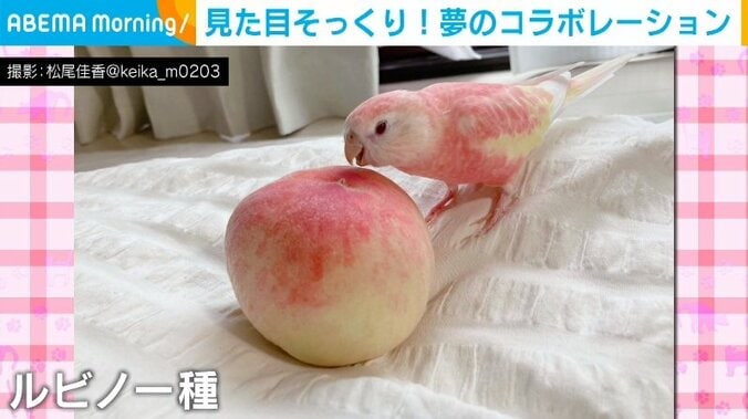 桃との夢のコラボが実現!? 色鮮やかなインコとの2ショットに「色がそっくり過ぎて可愛い」「素敵ですね」世界中から反響続々 1枚目