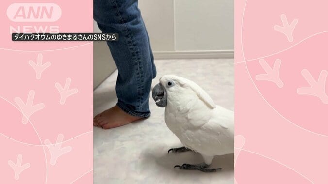 飼い主さんを見つめる