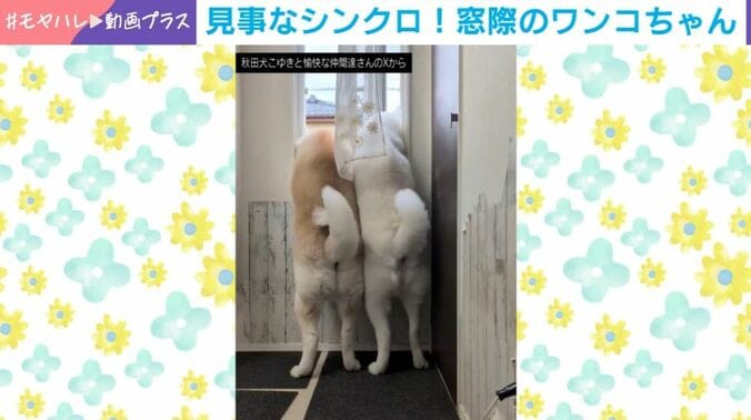クルミちゃんとカナちゃん