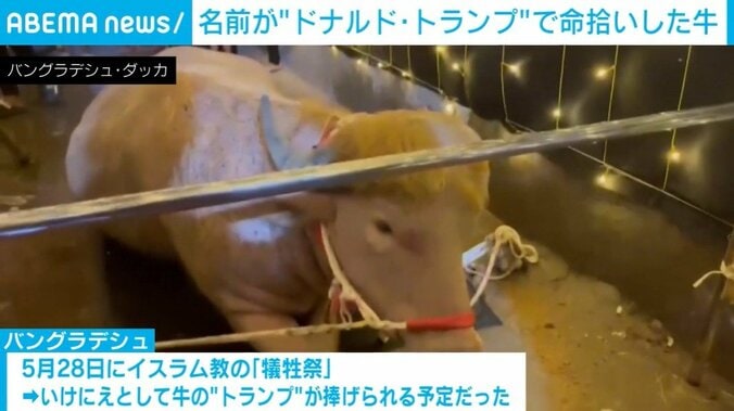 水牛