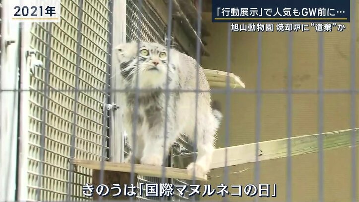 マヌルネコの日