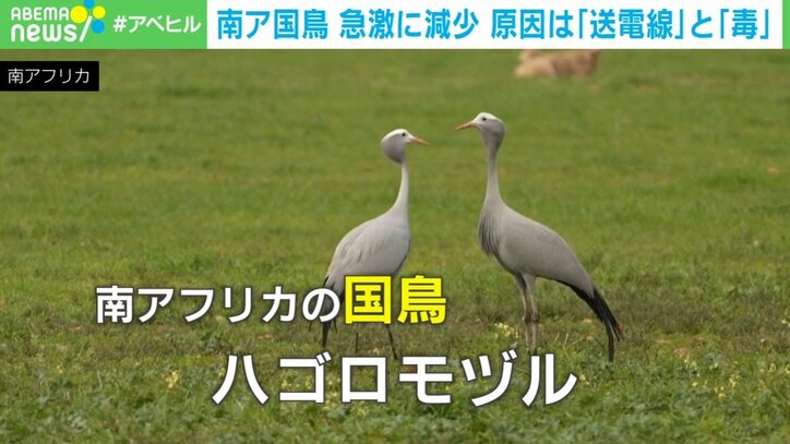 南アフリカの国鳥「ハゴロモヅル」