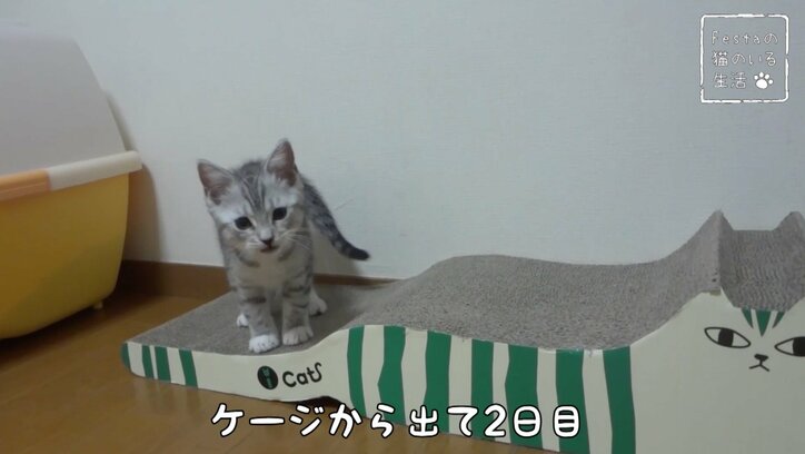 猫「お姉ちゃんって呼んでもいい…？」 姉妹のドキドキ10日間を放送決定