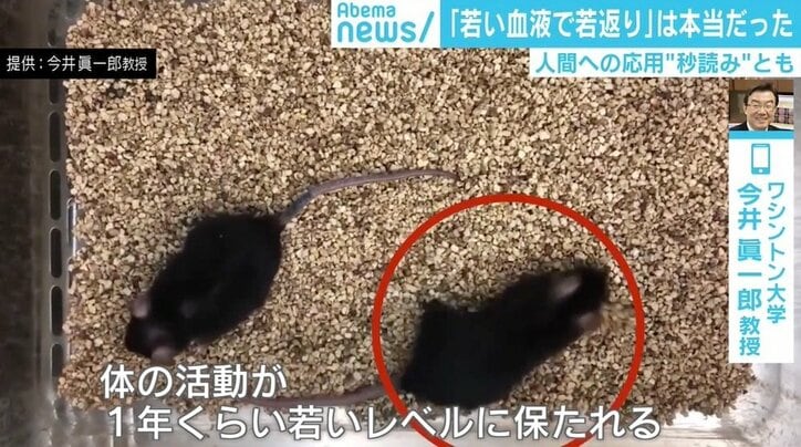若い血液注入でマウスが“若返り” 人間への応用は「秒読み」とも