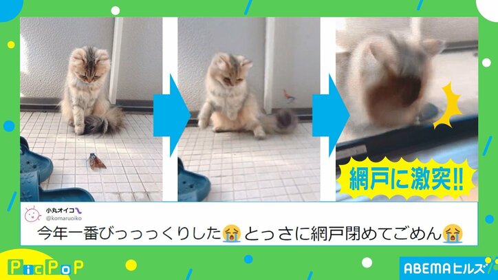打ち合わせと違うニャ！ 猫を襲った“悲劇の連鎖”に反響続々 飼い主「ごめん」