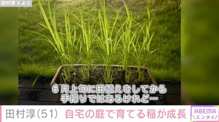 【写真・画像】自宅が「豪邸」と話題・田村淳（51）、子どもたちと庭に植えた稲の成長を披露　2枚目