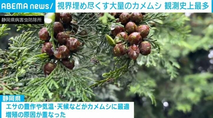 ヒノキの実