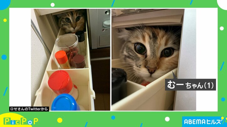 「朝キッチンから母の悲鳴が…」引き出しに侵入していた猫の姿に「こりゃびっくり」「疲れが吹き飛ぶくらい大笑い」驚きと爆笑の声