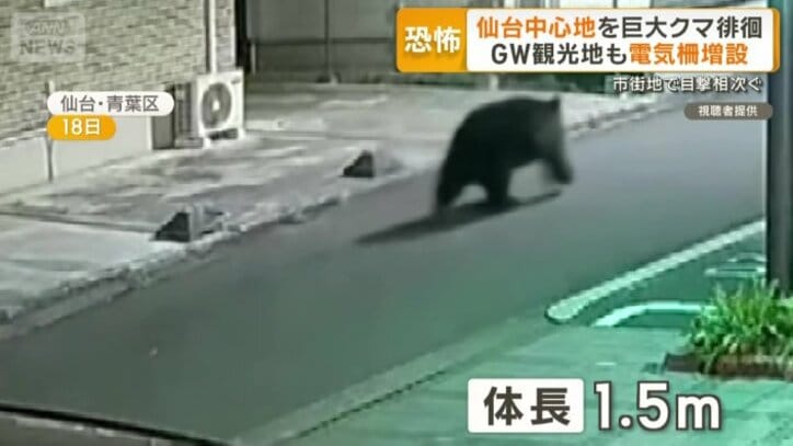 クマが市街地に出没