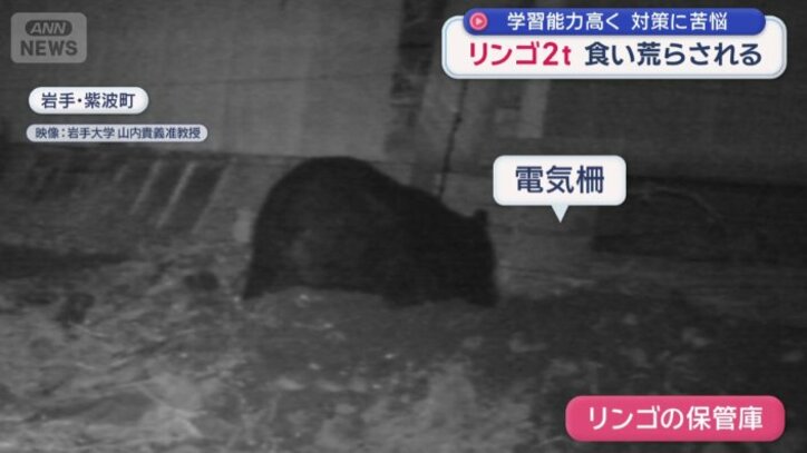 クマが電気柵の下の土を掘る姿