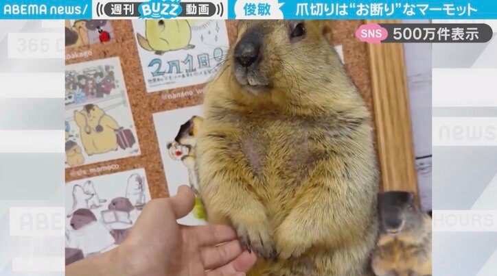 ヒマラヤマーモットの「まもち」くん