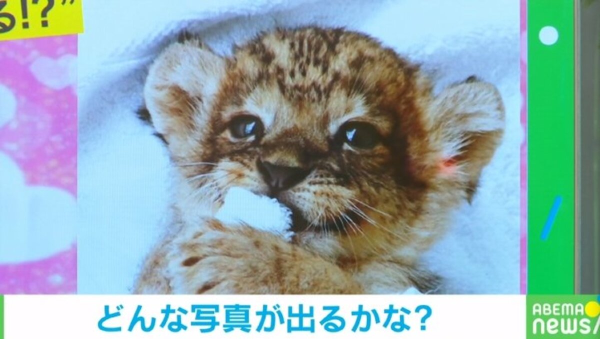 あざと可愛い”ポーズの赤ちゃんライオン タオルを咥える姿に“9万人”が