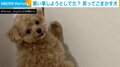 「……ニコッ」笑ってごまかす犬 飼い主が声かけ→謎の間が気になるも企みは未遂に