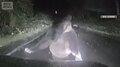 「ガンガンやられた」ヒグマ車に体当たり攻撃 ボンネットに穴 運転中親子グマに遭遇
