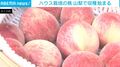 ハウス栽培の桃の収穫始まる